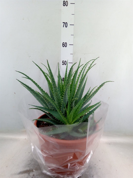 <h4>Aloe arborescens</h4>