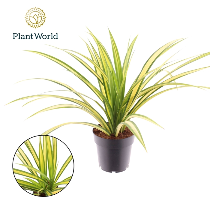 <h4>Groene planten Pandanus tectorius B</h4>