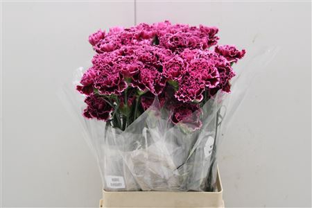<h4>Di St Nob Burgundy</h4>