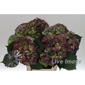 Hydrangea elbtal classic