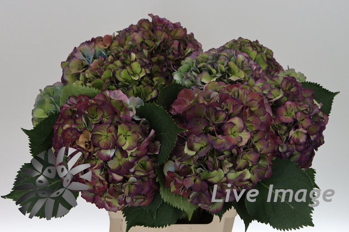 Hydrangea elbtal classic