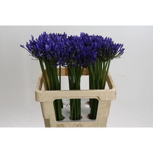 Agapanthus Uri