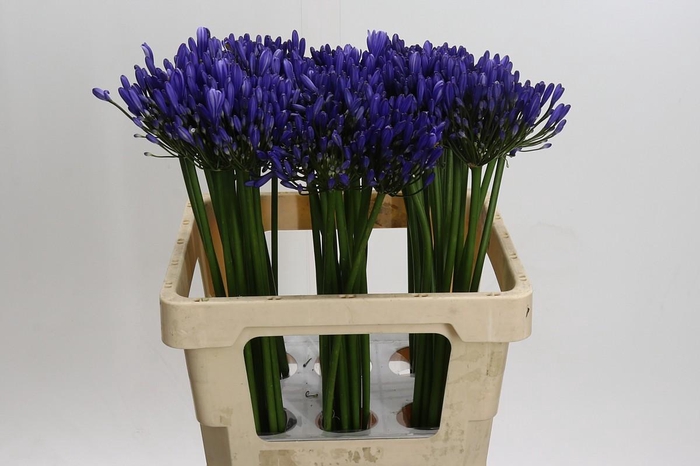 <h4>Agapanthus Uri</h4>