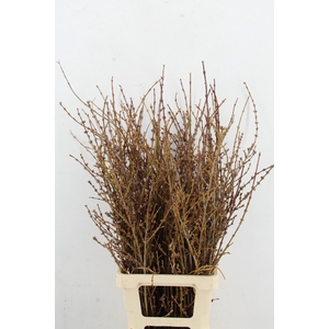 FORSYTHIA PER BUNCH 100CM