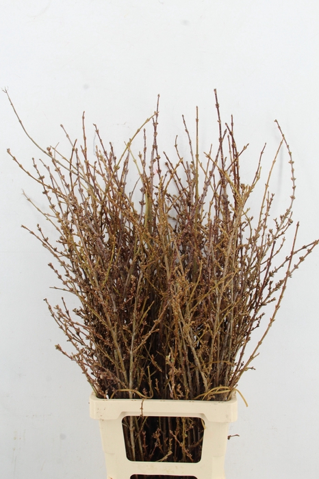 <h4>FORSYTHIA PER BUNCH 100CM</h4>
