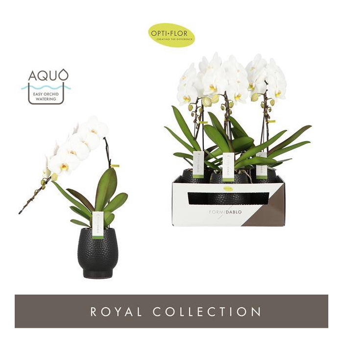 <h4>Phalaenopsis Formidablo Niagara Falls 12Ø 65cm 1st</h4>