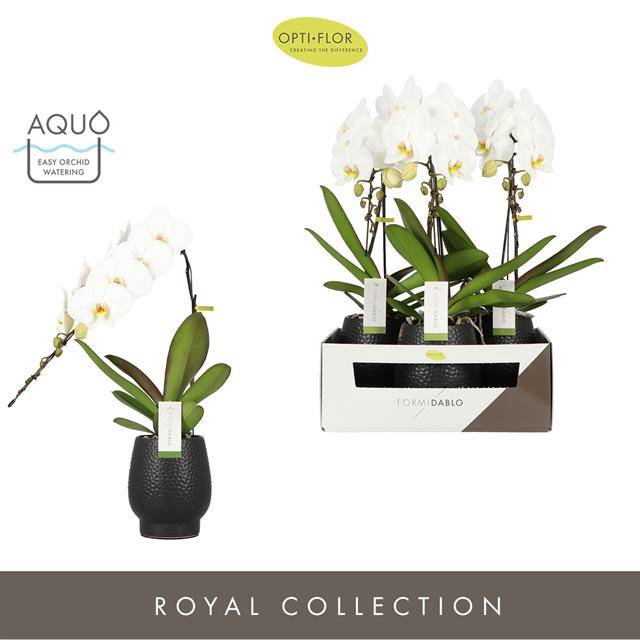 Phalaenopsis Formidablo Niagara Falls 12Ø 65cm 1st