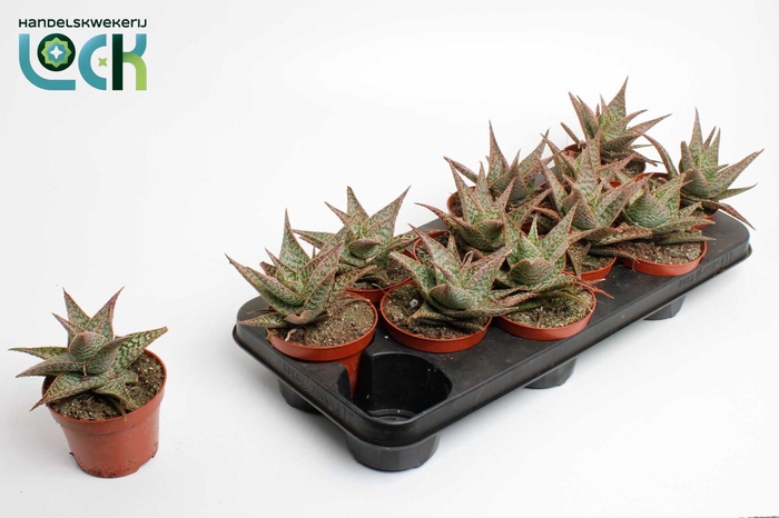 <h4>Aloë Carola</h4>