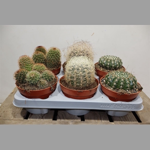 Cactus Gem