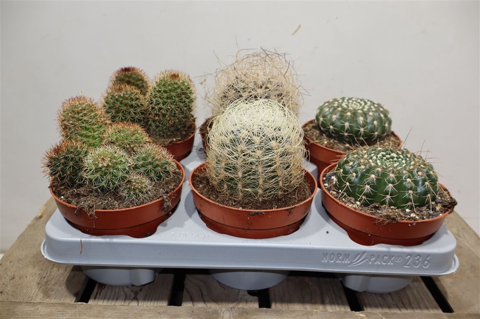 <h4>Cactus Gem</h4>