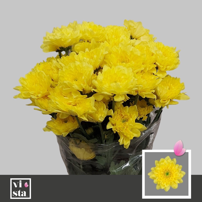 <h4>CHR T ALTAJ YELLOW</h4>