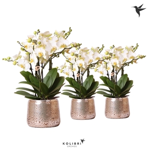 Kolibri Orchids Phalaenopsis Lausanne in luxury silver