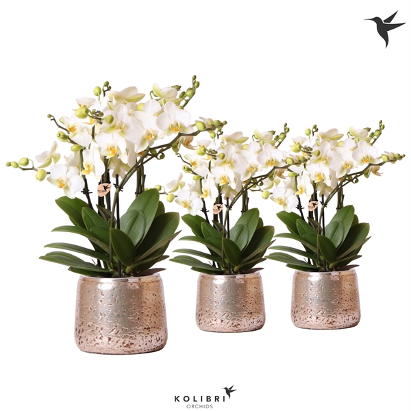 <h4>Kolibri Orchids Phalaenopsis Lausanne in luxury silver</h4>