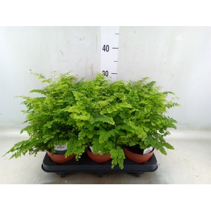 Adiantum raddi. 'Fritz-Luthi'