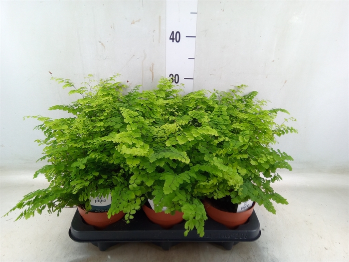 <h4>Adiantum raddi. 'Fritz-Luthi'</h4>