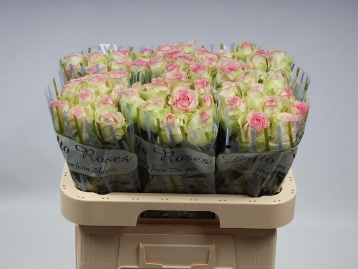 <h4>R GR PINK JOURNEY</h4>