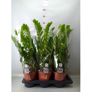 Zamioculcas zamiifolia