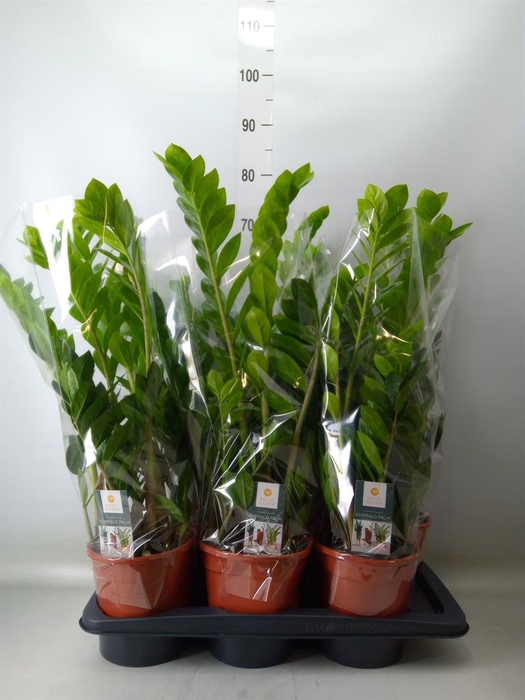 <h4>Zamioculcas zamiifolia</h4>