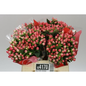 Hyp Sweet Romance