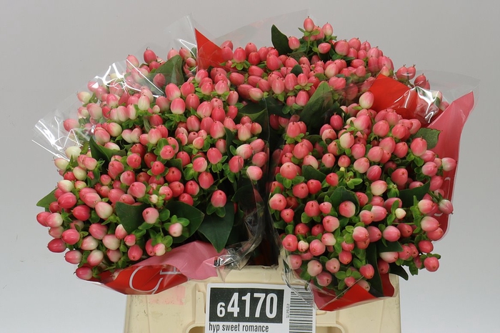 <h4>Hyp Sweet Romance</h4>