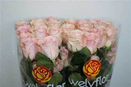 <h4>R GR NOVIA</h4>
