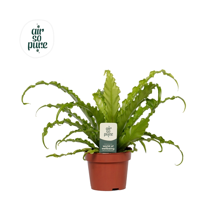 <h4>Asplenium Osaka - Air So Pure</h4>