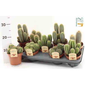 CACTUS GEM