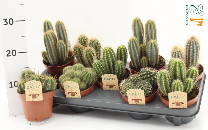 <h4>CACTUS GEM</h4>