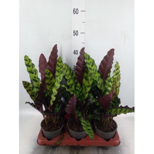 Calathea lancifolia