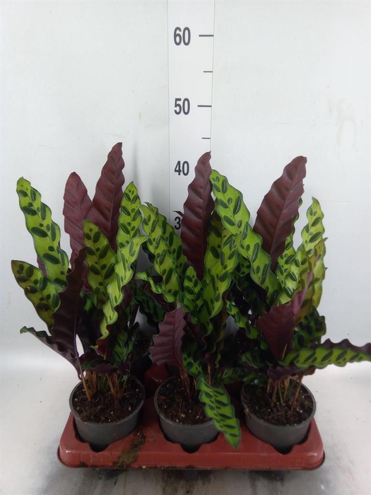 <h4>Calathea lancifolia</h4>