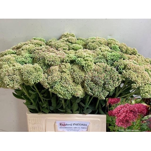 SEDUM SPECTABILE