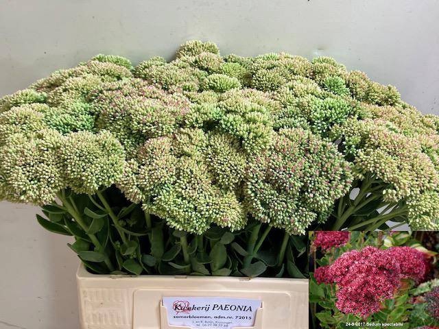<h4>SEDUM SPECTABILE</h4>