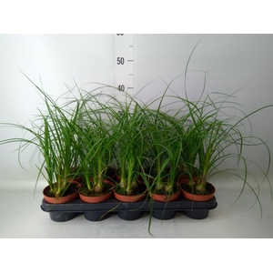 Beaucarnea recurvata