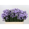 Limonium Sinuatum Donau Birds