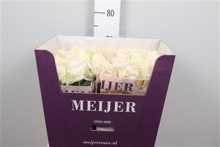 <h4>Rosa GR 'Dorchester'</h4>