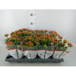 Kalanchoe ...