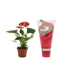 Anthurium Success Red in Couture sleeve