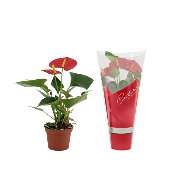 <h4>Anthurium Success Red in Couture sleeve</h4>