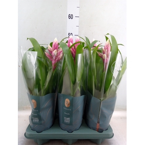 Guzmania  'Candy'