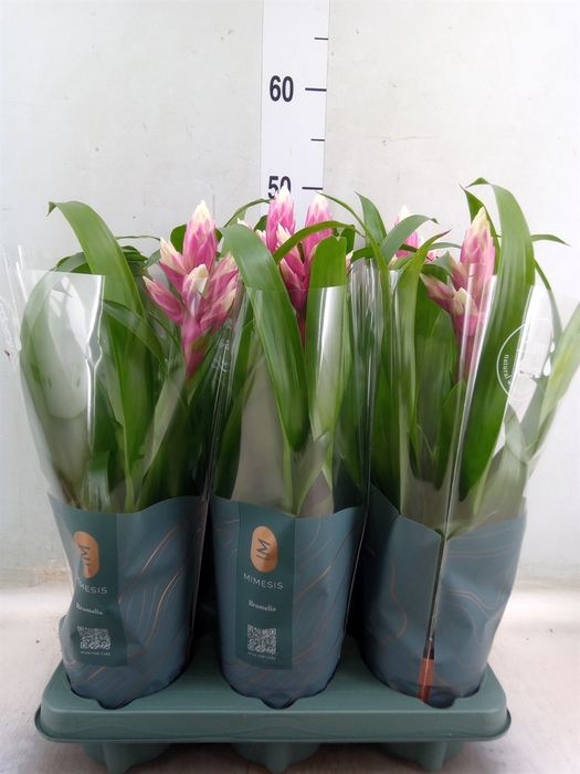 <h4>Guzmania  'Candy'</h4>