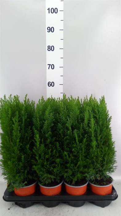 Chamaecyparis laws. 'Ellwoodii'