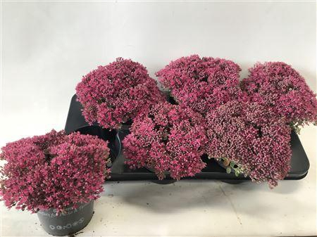 <h4>Sedum Caut Lidakense</h4>