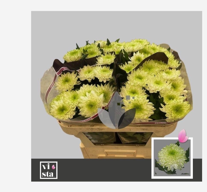 <h4>Chr G Zembla Lime</h4>