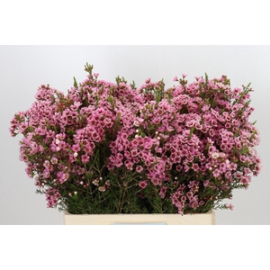 Chamelaucium Sarah's Delight