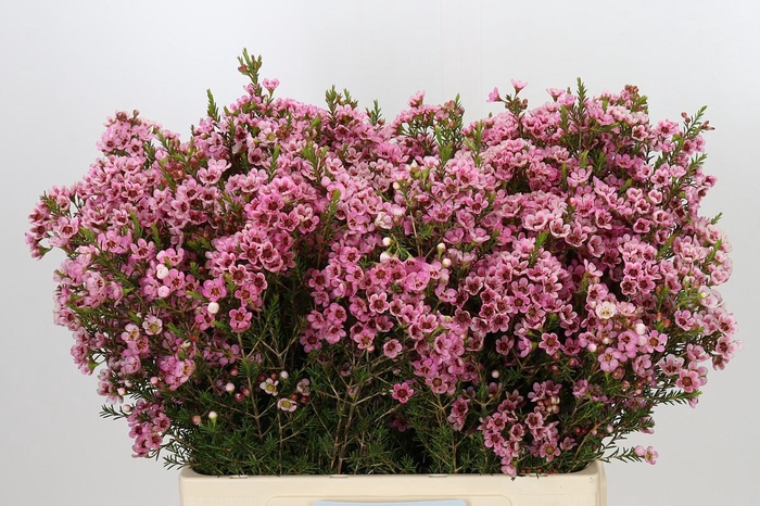 <h4>Chamelaucium Sarah's Delight</h4>