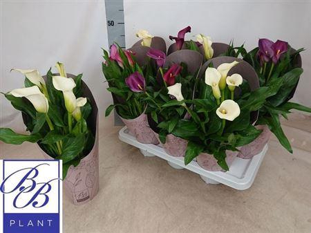 <h4>Zant Gem 5+</h4>