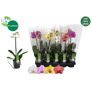 PHAL GEM 4 KL