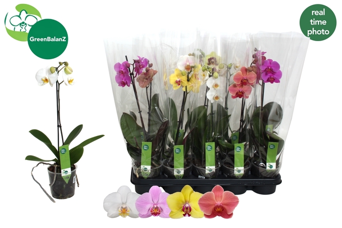 <h4>PHAL GEM 4 KL</h4>