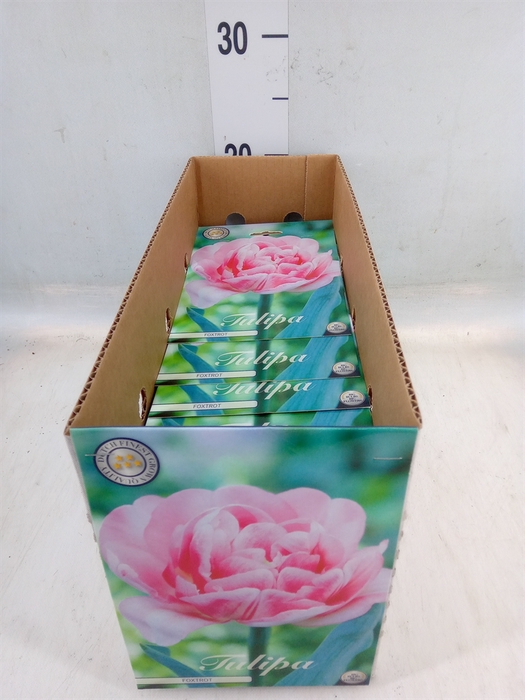 <h4>Tulipa   ...flowerbulbs</h4>