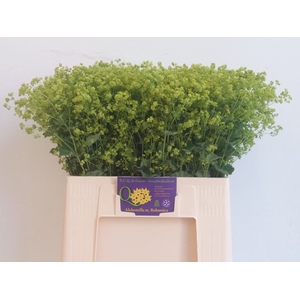 ALCHEMILLA MOLLIS 'ROBUSTICA'
